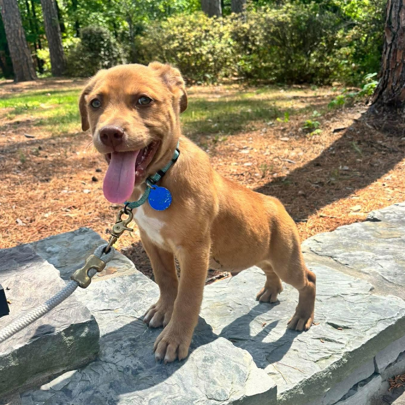 Enlarge Argus , a ADOPTABLE mixed breed in Pelham, NH image 1/6