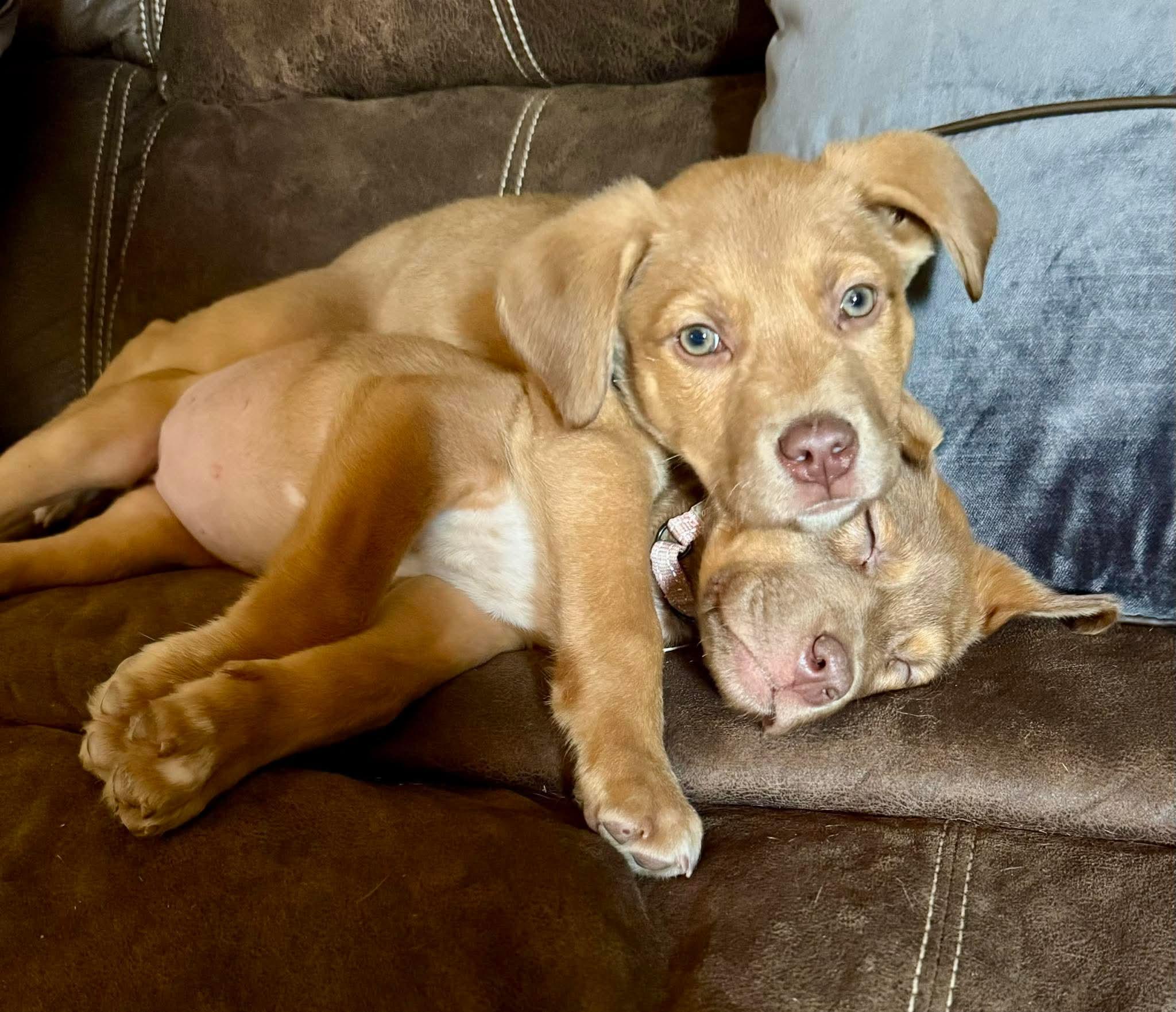 Enlarge Argus , a ADOPTABLE mixed breed in Pelham, NH image 4/6