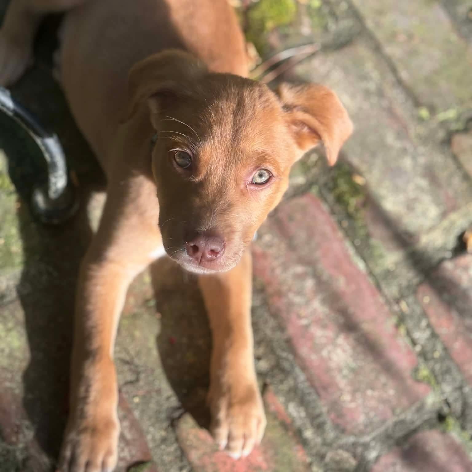 Enlarge Argus , a ADOPTABLE mixed breed in Pelham, NH image 5/6