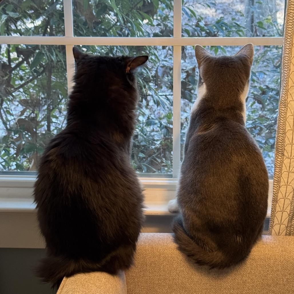 Rumblefoot, Adoptable, Young Male Domestic Short Hair.