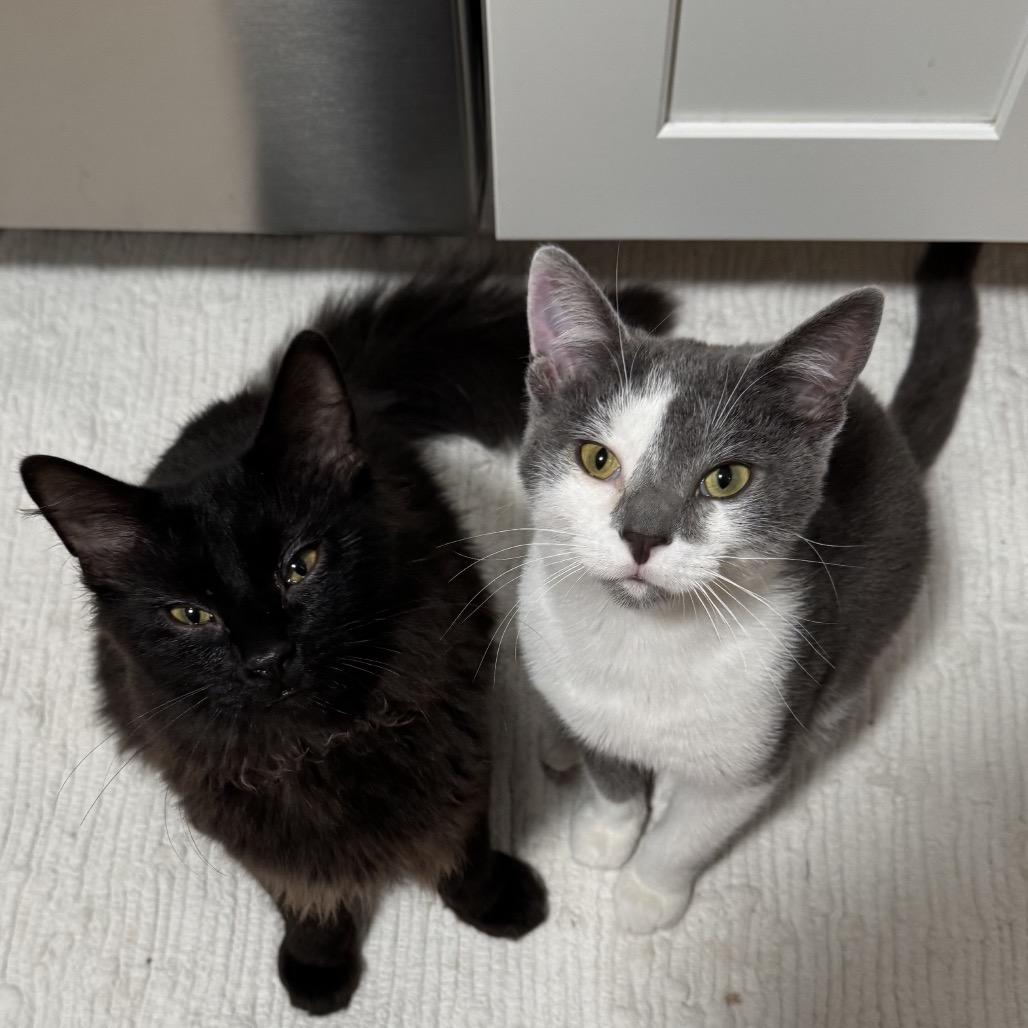 Enlarge Rumblefoot, a Adoptable Domestic Short Hair in Chapel Hill, NC image 2/4