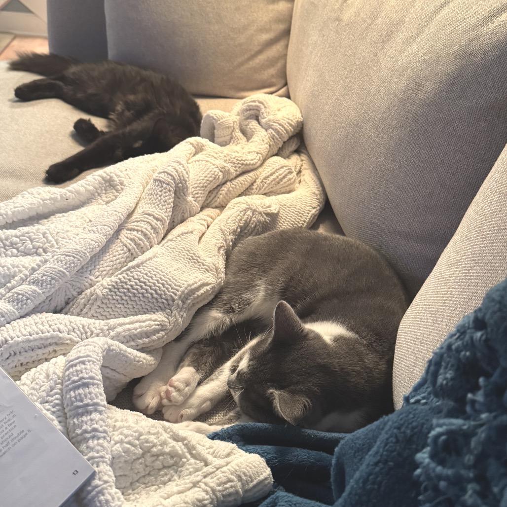 Enlarge Rumblefoot, a Adoptable Domestic Short Hair in Chapel Hill, NC image 3/4