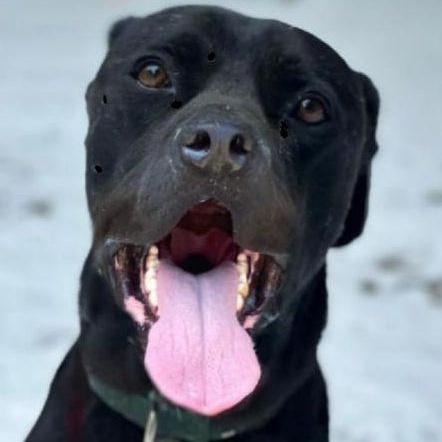 Lovely Leo from Azerbaijan, an adoptable Labrador Retriever, Mastiff in Huntsville, ON, P1H 1P2 | Photo Image 2