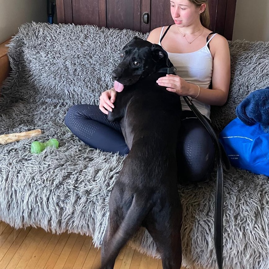 Lovely Leo from Azerbaijan, an adoptable Labrador Retriever, Mastiff in Huntsville, ON, P1H 1P2 | Photo Image 4