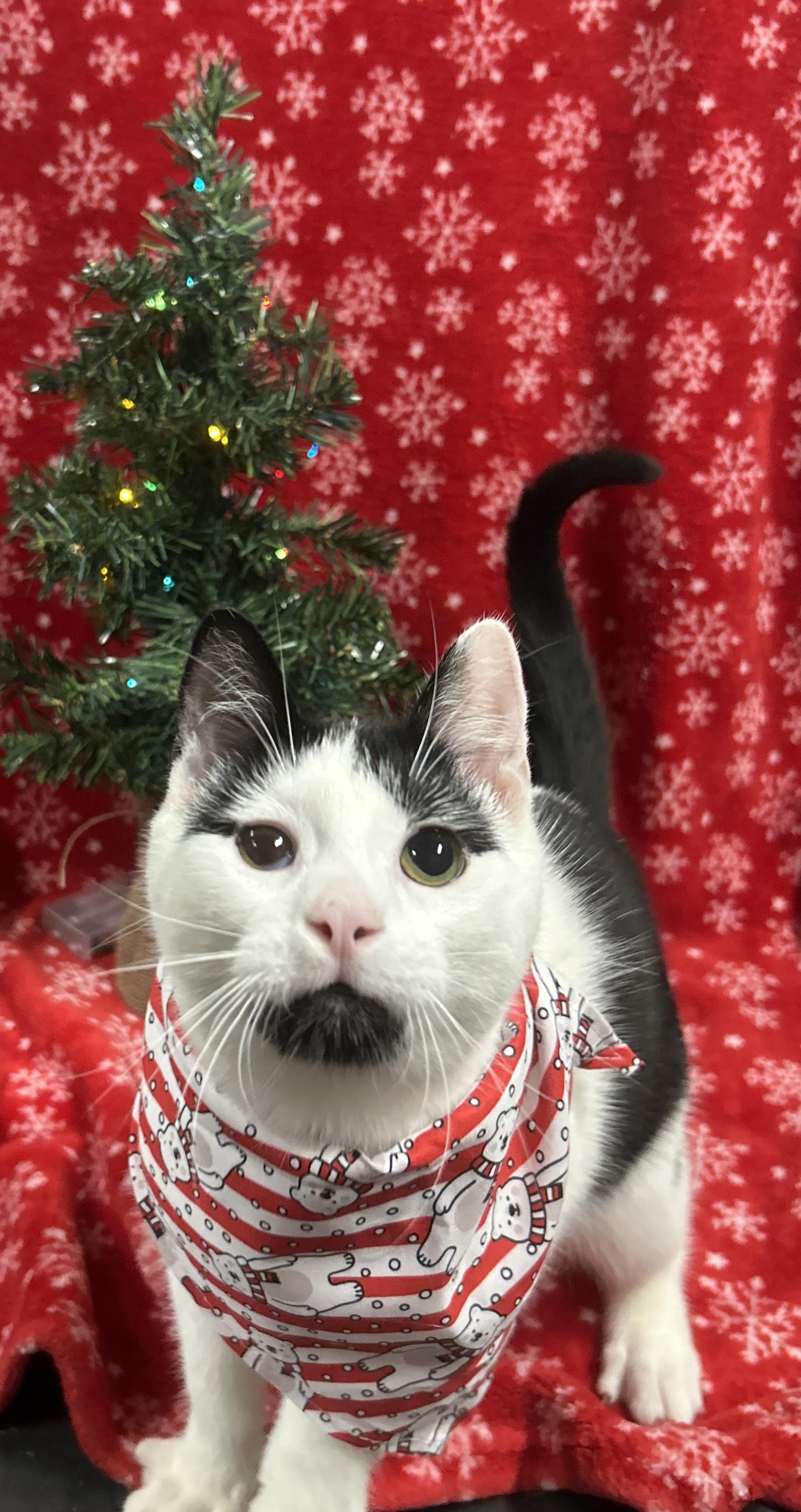 Enlarge CRUMBLE, a Adoptable Domestic Short Hair in Tillsonburg, ON image 2/6