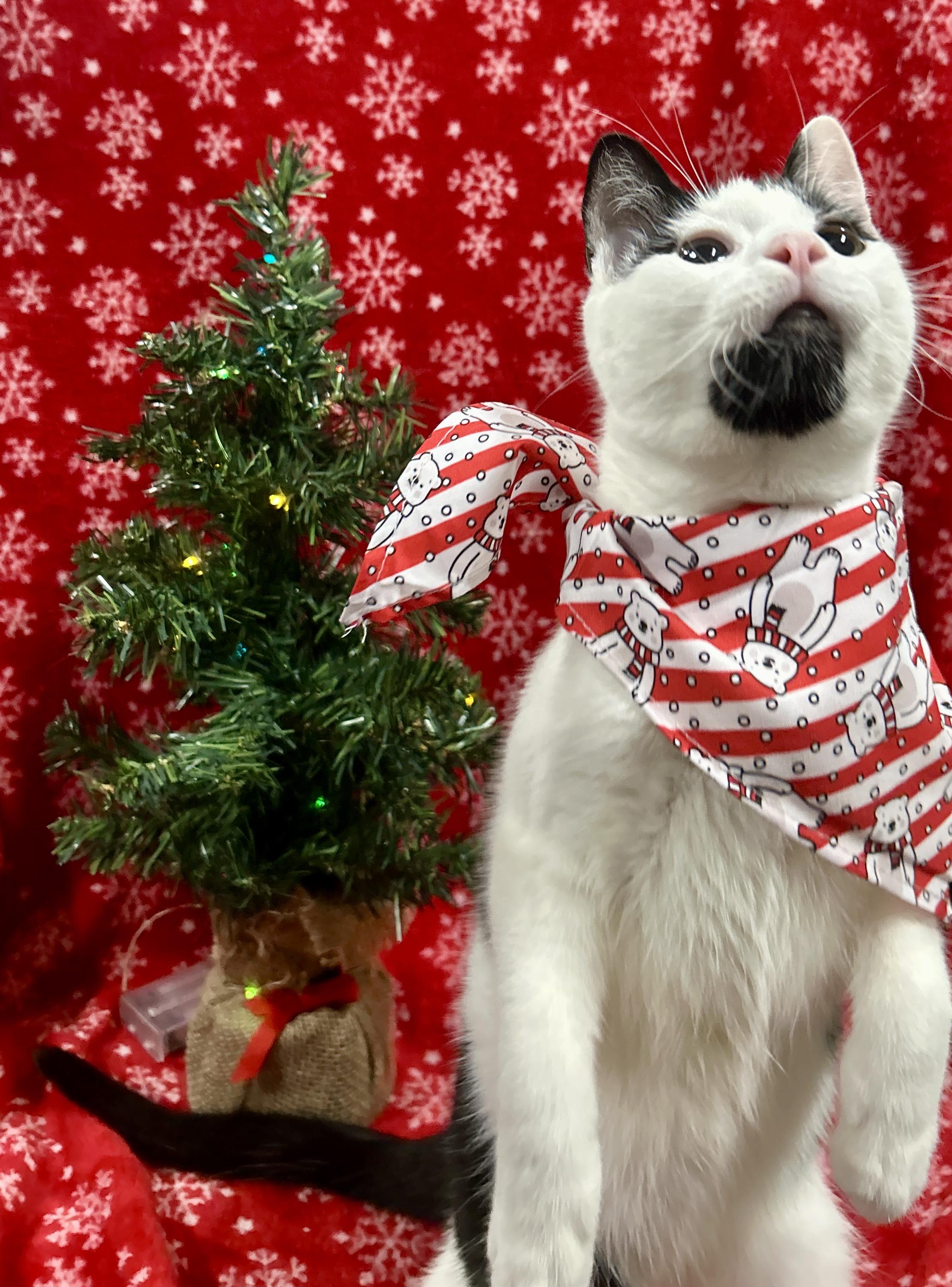 Enlarge CRUMBLE, a Adoptable Domestic Short Hair in Tillsonburg, ON image 3/6