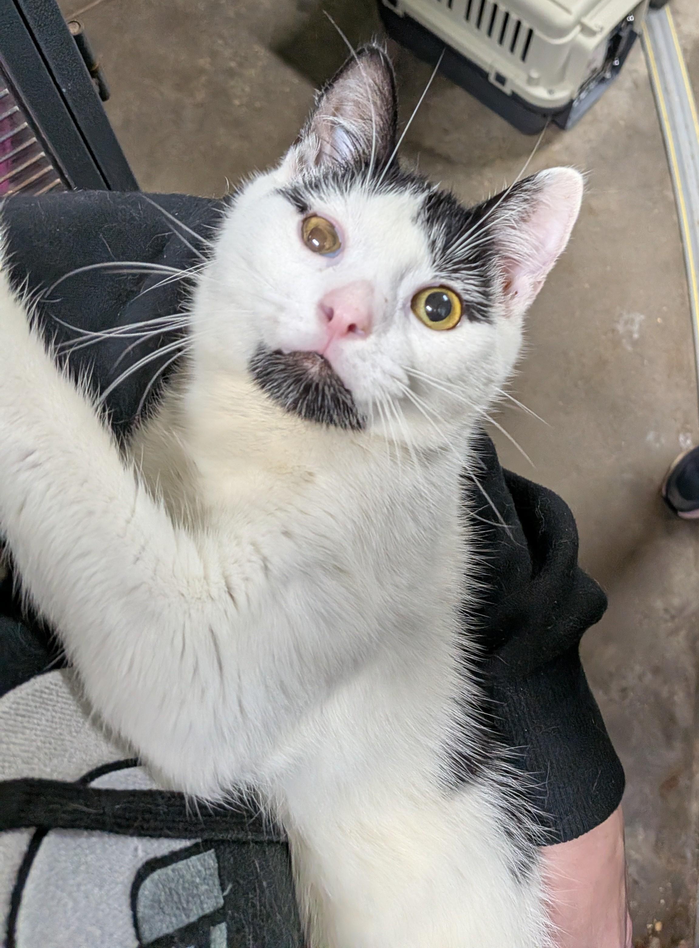 Enlarge CRUMBLE, a Adoptable Domestic Short Hair in Tillsonburg, ON image 4/6