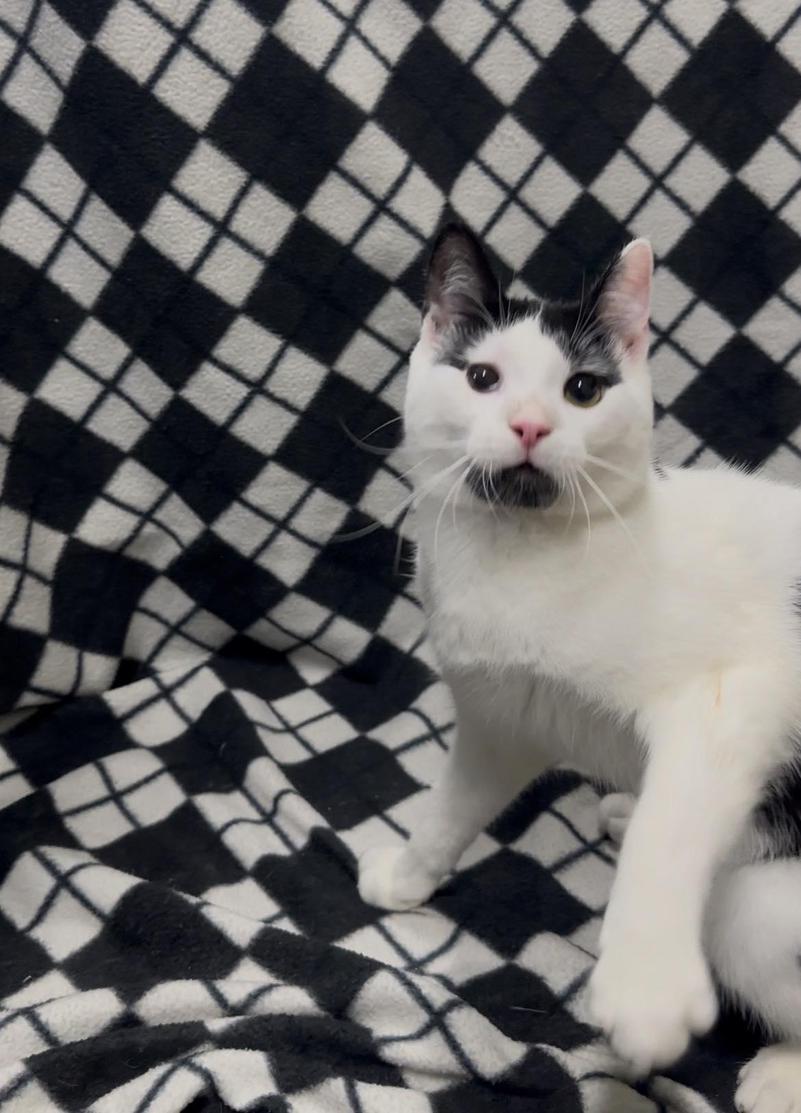 Enlarge CRUMBLE, a Adoptable Domestic Short Hair in Tillsonburg, ON image 1/6