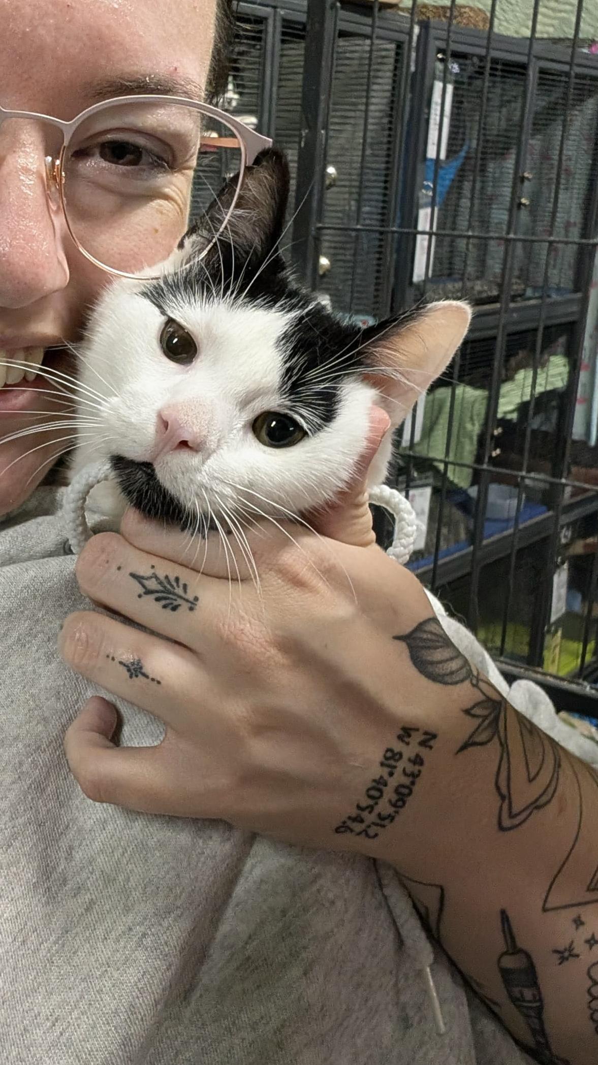 Enlarge CRUMBLE, a Adoptable Domestic Short Hair in Tillsonburg, ON image 6/6