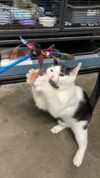 Enlarge CRUMBLE, a Adoptable Domestic Short Hair in Tillsonburg, ON video 5/6