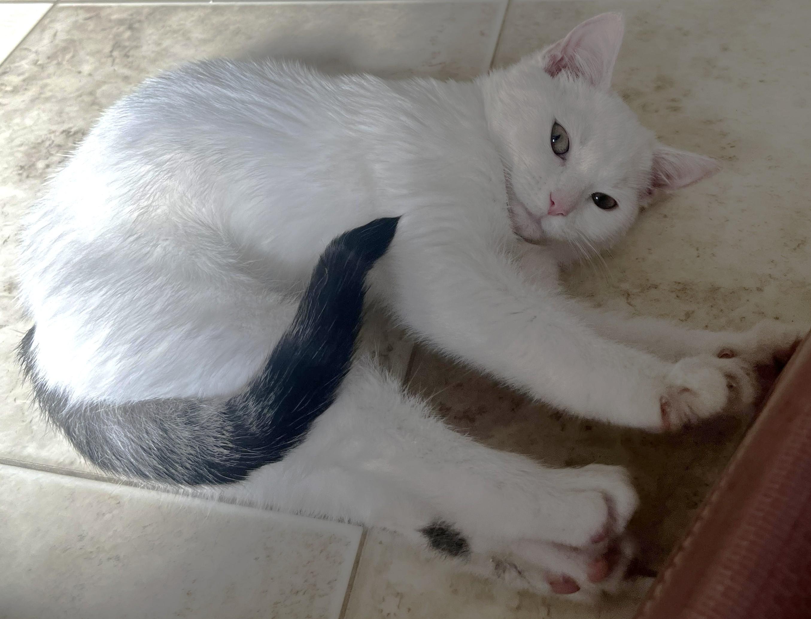 Bria, Adoptable, Kitten Female Domestic Short Hair.