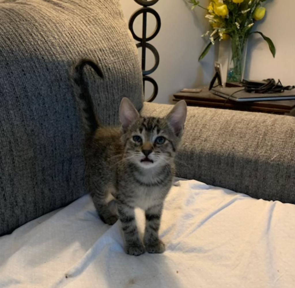 SAGE, Adoptable, Young Female Domestic Short Hair.