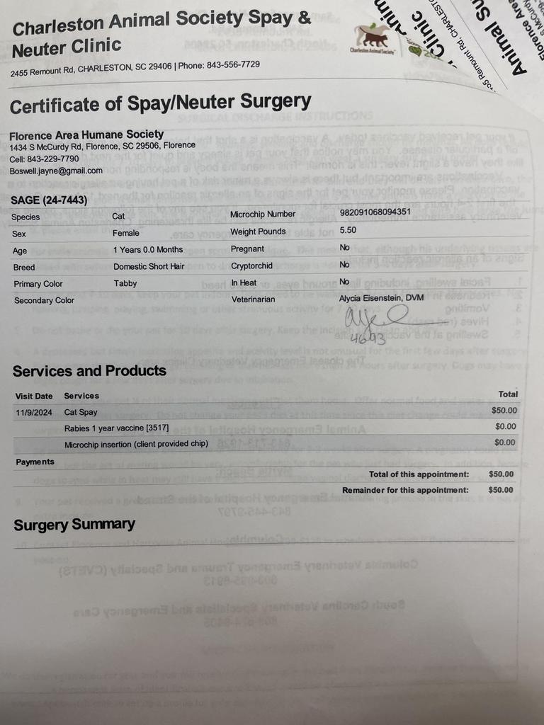 SAGE, Adoptable, Young Female Domestic Short Hair.