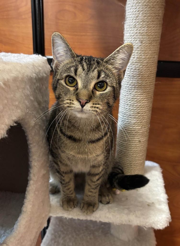 Enlarge SAGE, a Adoptable mixed breed in Florence, SC image 2/5