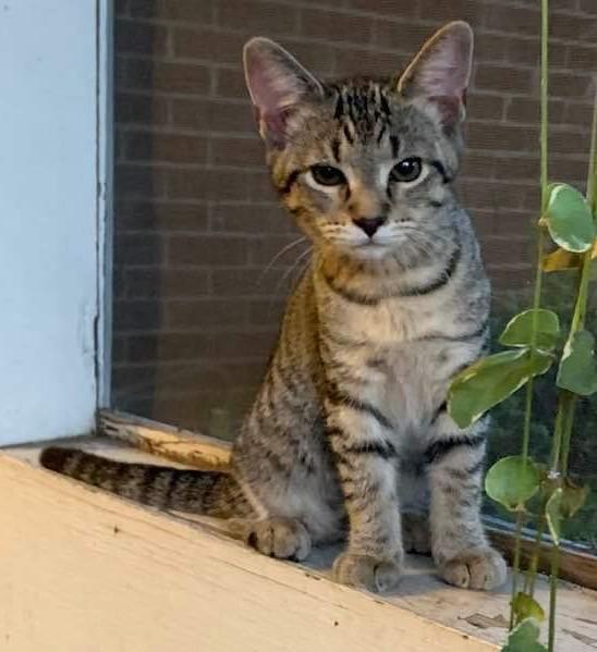 Enlarge SAGE, a Adoptable mixed breed in Florence, SC image 3/5