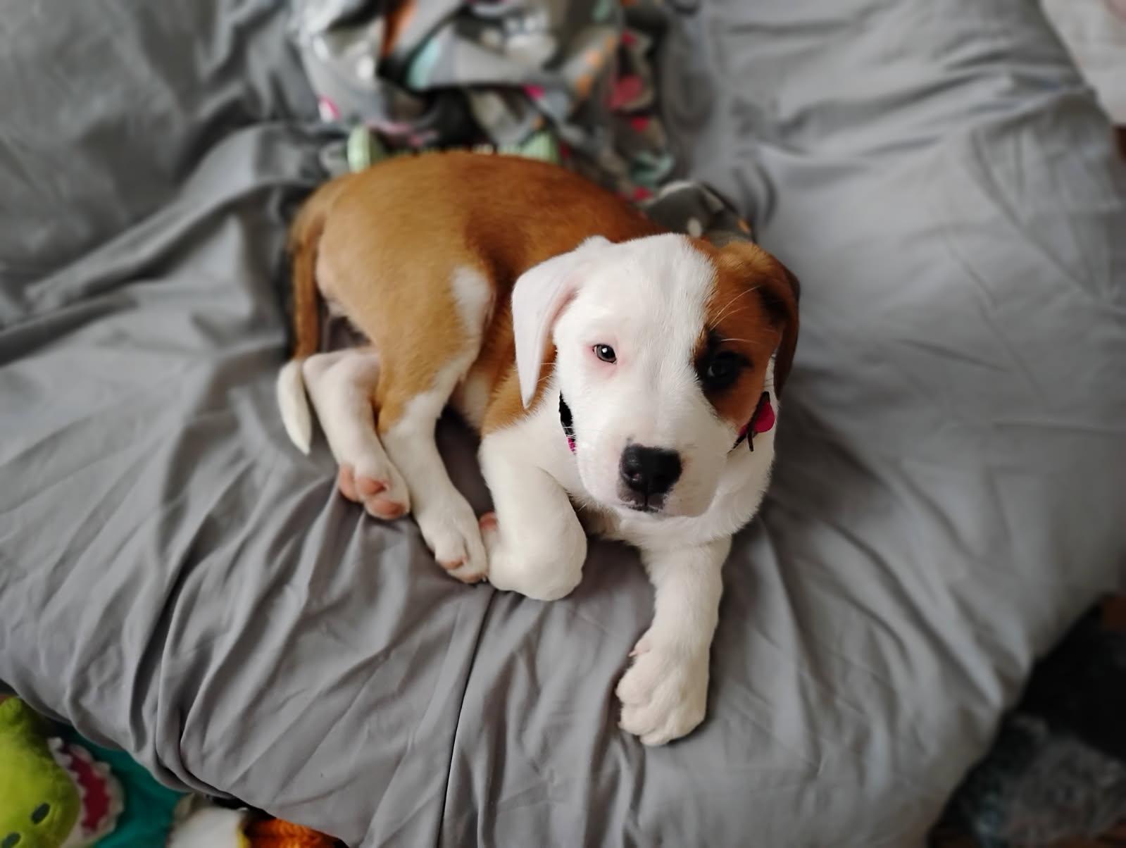 Enlarge Bonnie, a Adoptable mixed breed in New Braunfels, TX image 2/6