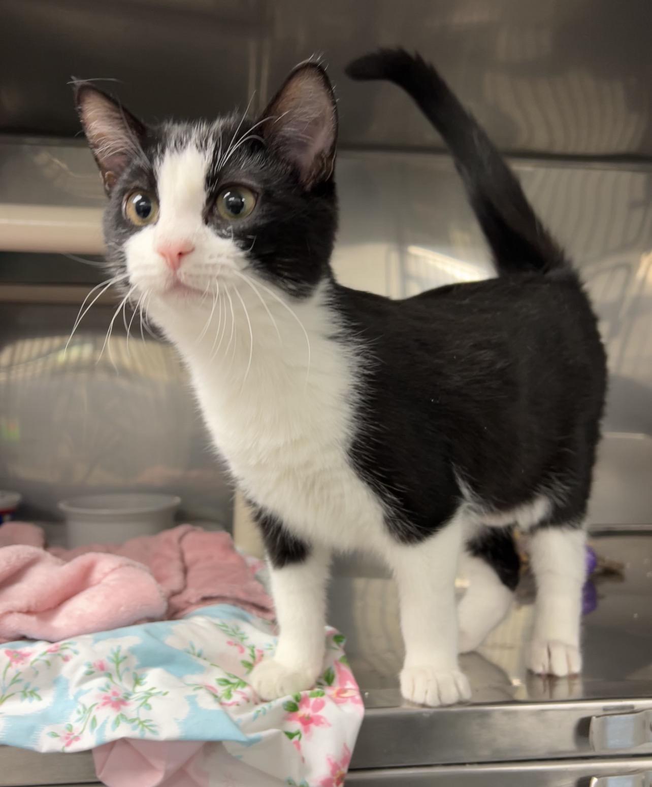 Enlarge Granny Smith , an adopted Domestic Short Hair in Montville, NJ image 2/3