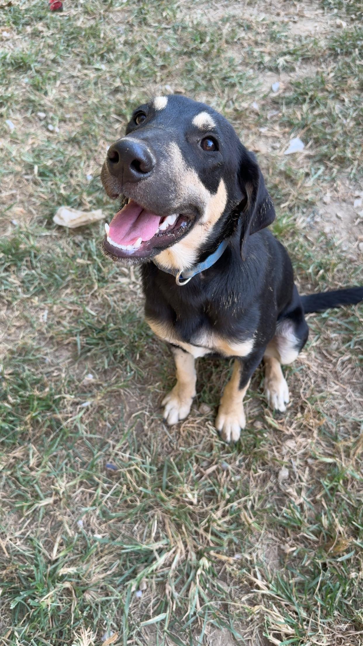 Enlarge Theodore, a Adoptable mixed breed in Covington, TN image 3/6