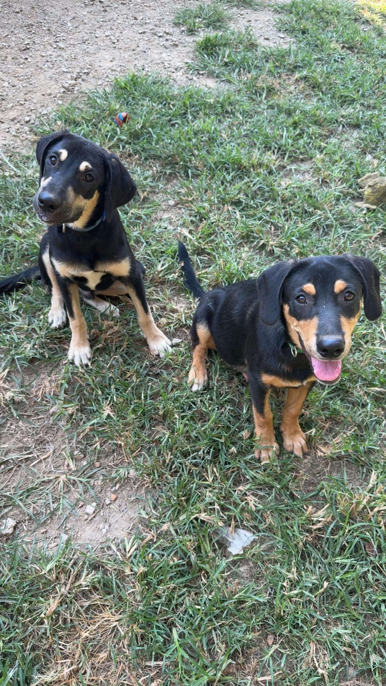 Enlarge Theodore, a Adoptable mixed breed in Covington, TN image 5/6