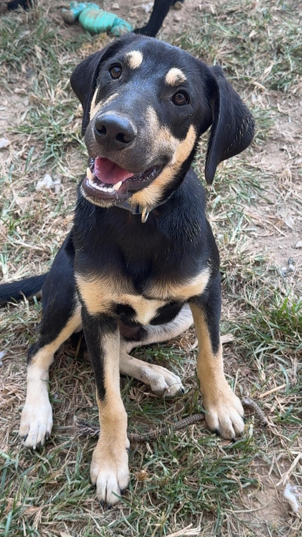 Theodore, Adoptable, Young Male Beagle.