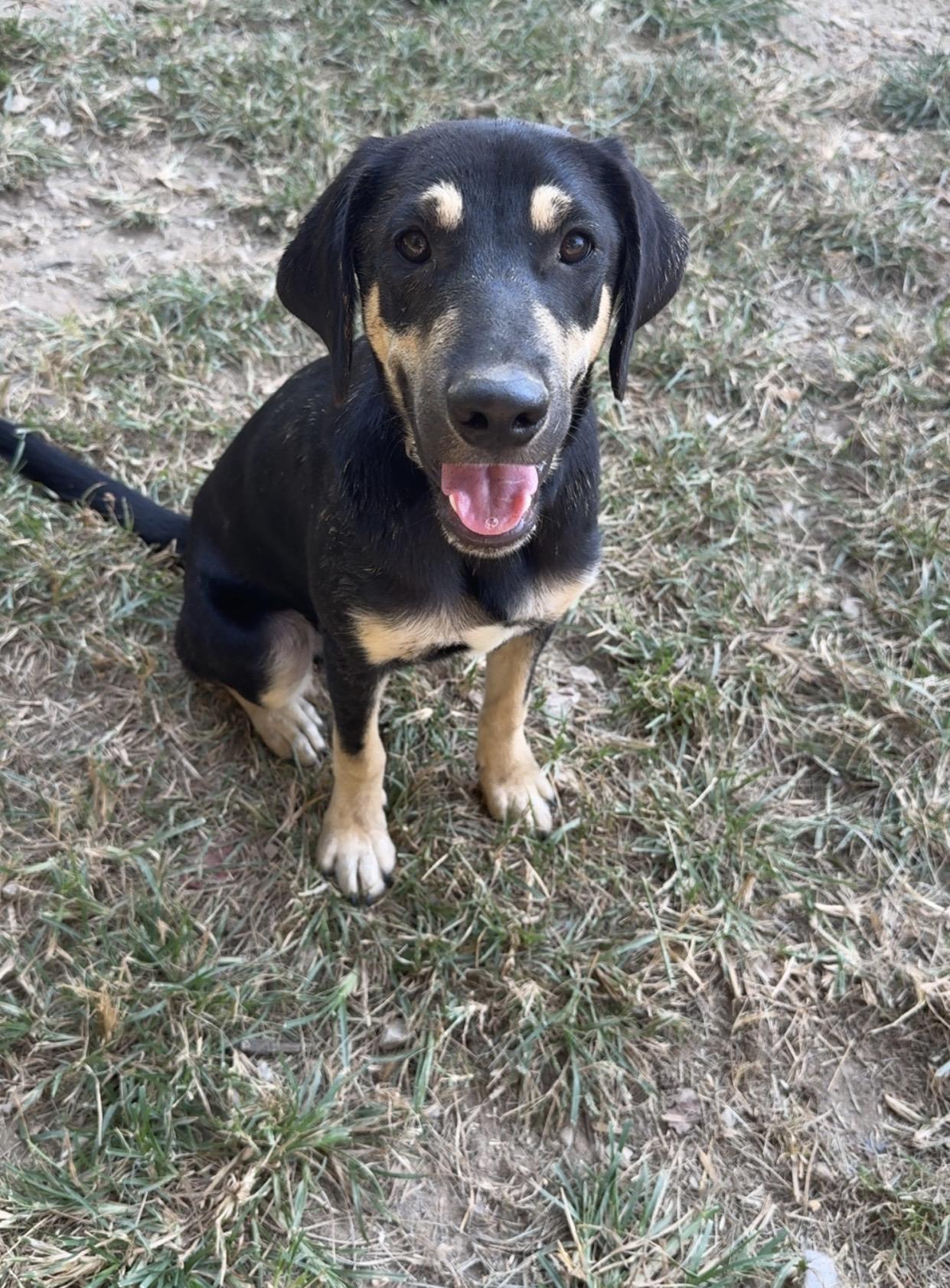 Enlarge Theodore, a Adoptable mixed breed in Covington, TN image 4/6