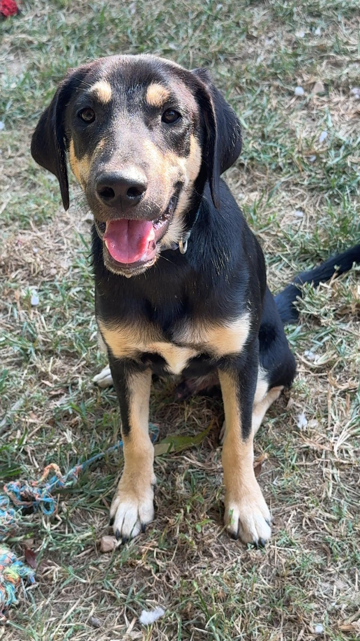 Enlarge Theodore, a Adoptable mixed breed in Covington, TN image 2/6