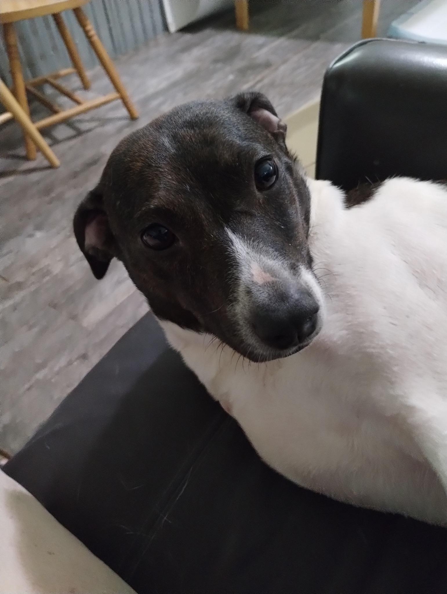 Enlarge Shalom, a Adoptable mixed breed in Hayesville, NC image 2/5