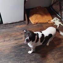 Enlarge Shalom, a Adoptable mixed breed in Hayesville, NC image 3/5