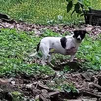 Enlarge Shalom, a Adoptable mixed breed in Hayesville, NC image 5/5