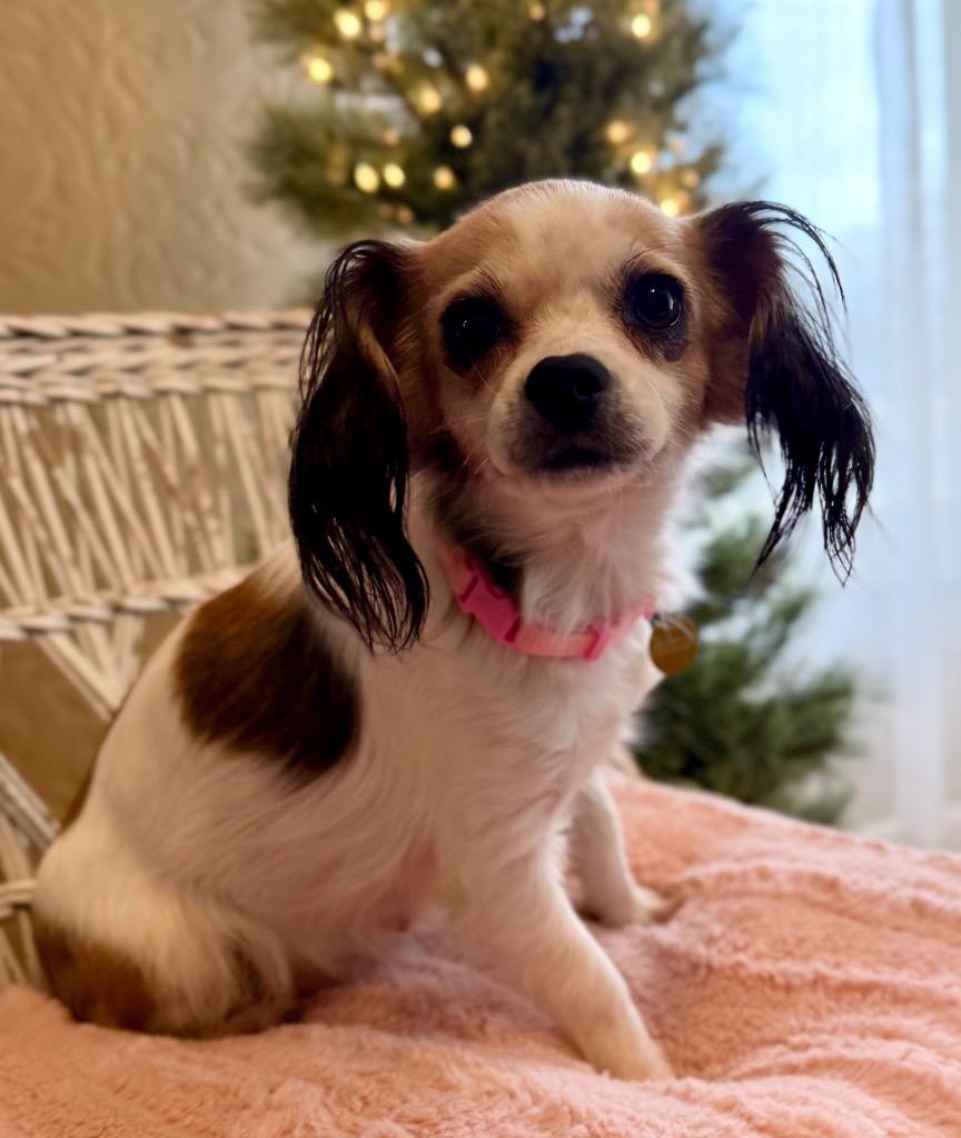 Enlarge Lilly, a Adoptable mixed breed in Junction, TX image 2/4