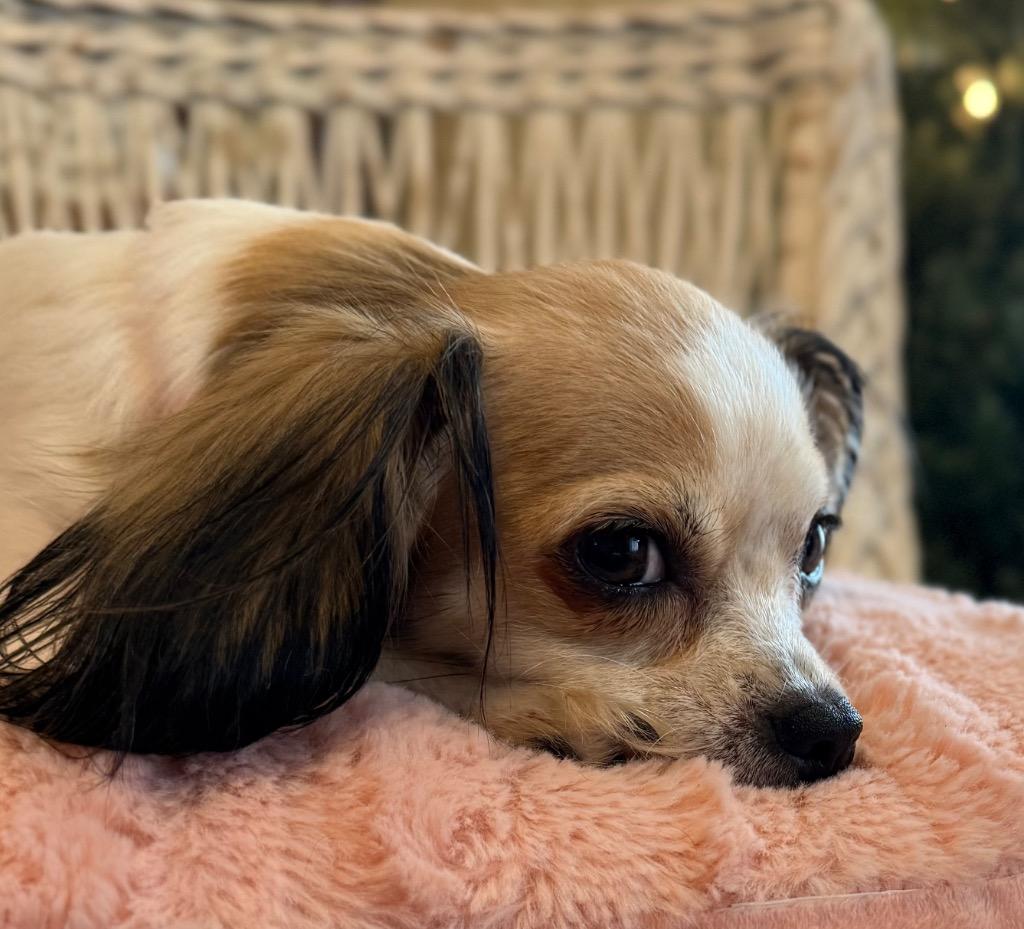 Enlarge Lilly, a Adoptable mixed breed in Junction, TX image 3/4