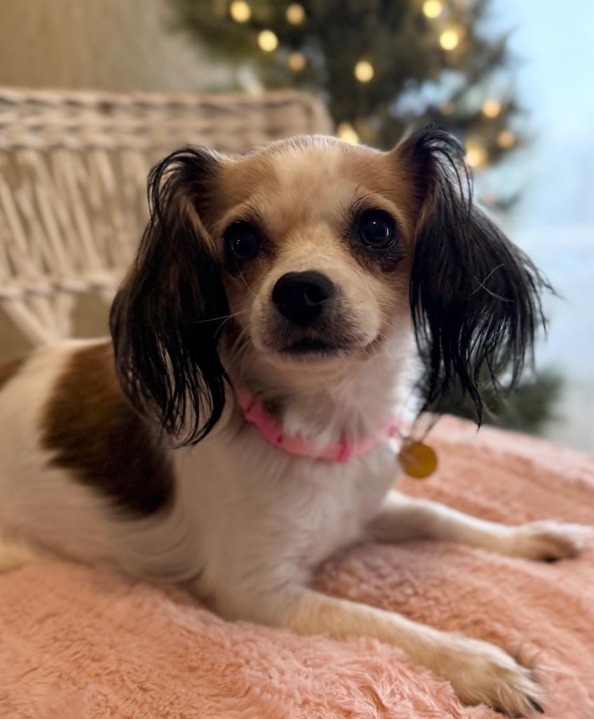 Enlarge Lilly, a Adoptable mixed breed in Junction, TX image 4/4