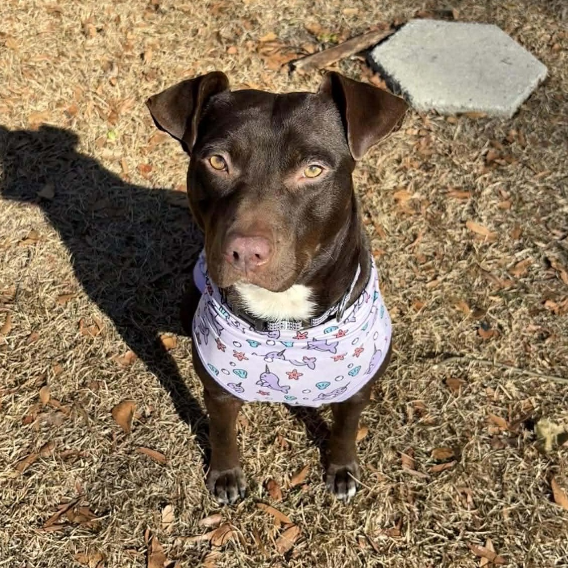 Brandy-fostered in North Carolina — thumbnail 2