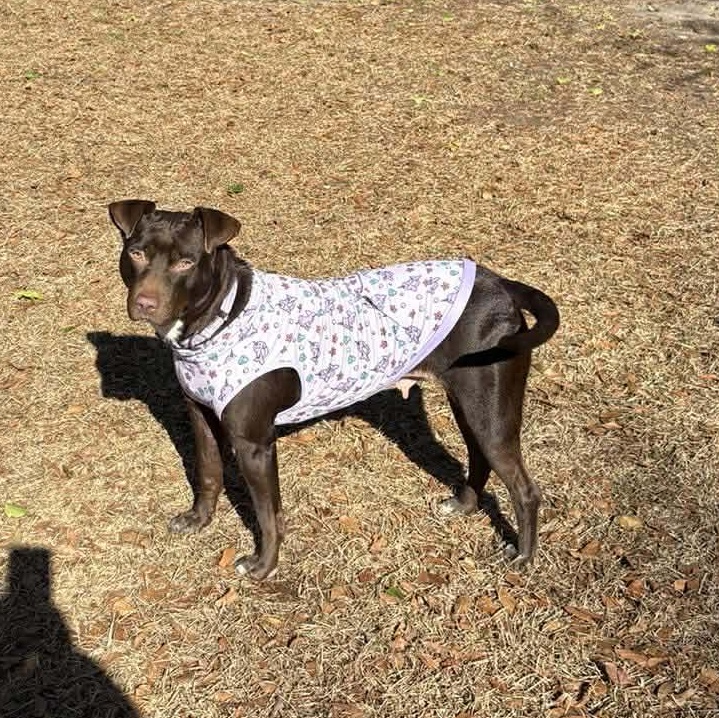 Brandy-fostered in North Carolina — thumbnail 3