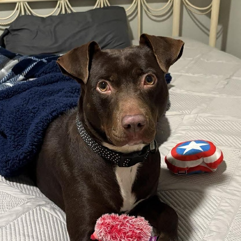 Brandy-fostered in North Carolina — thumbnail 5