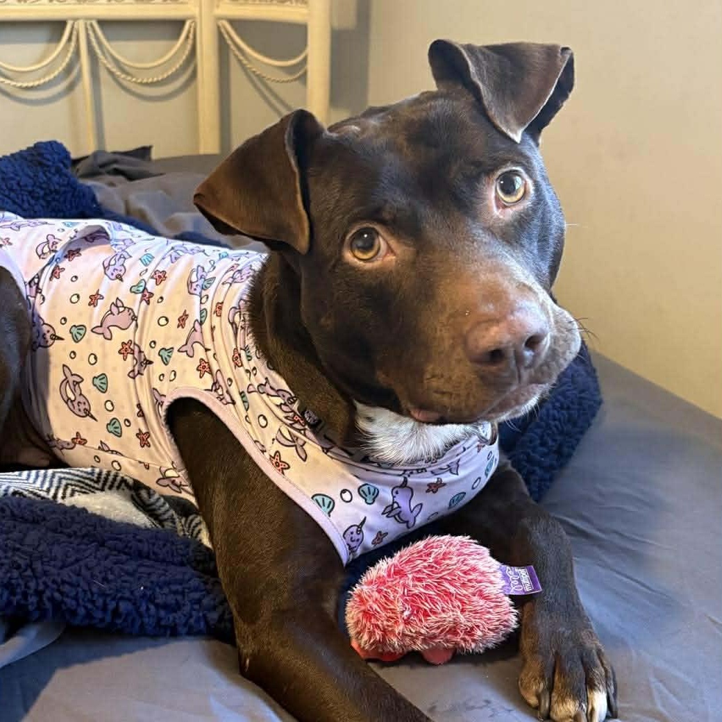 Brandy-fostered in North Carolina — thumbnail 6