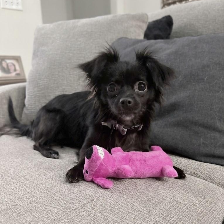 Persephone, adopted, Puppy Female Chihuahua.