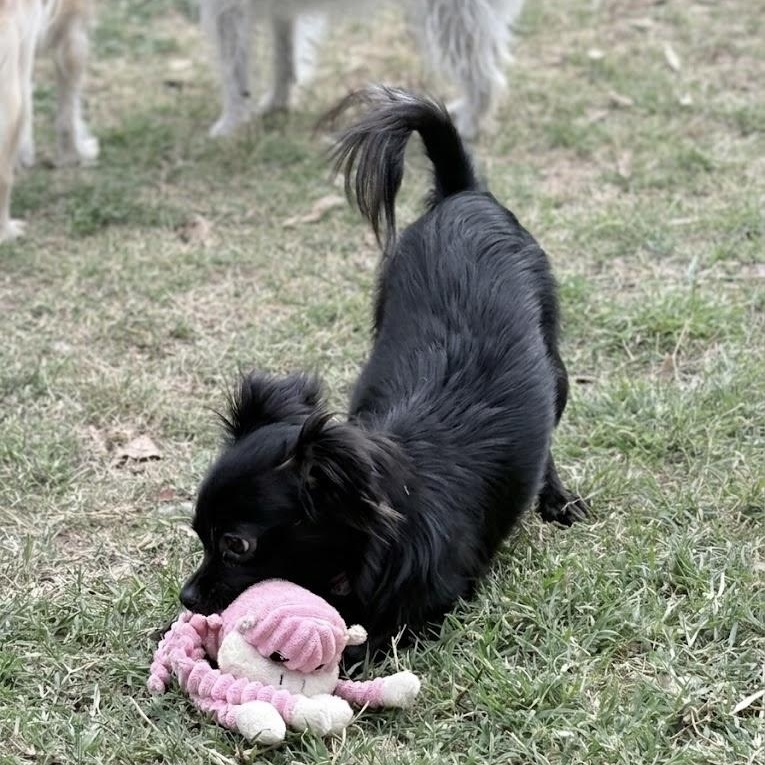 Enlarge Persephone, an adopted mixed breed in Manchester, NH image 2/5