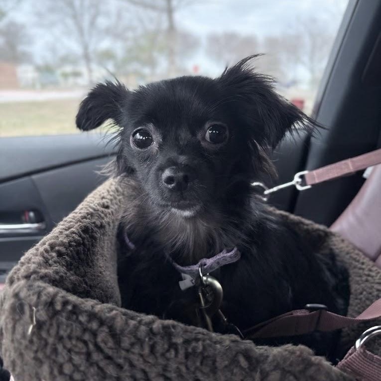 Enlarge Persephone, an adopted mixed breed in Manchester, NH image 5/5