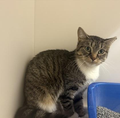 Oatmeal, Adoptable, Adult Female Domestic Short Hair & Domestic Short Hair.