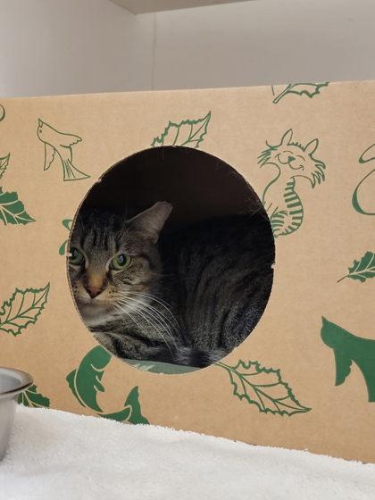 Oatmeal, a Adoptable mixed breed in Harbor Springs, MI image 2/2