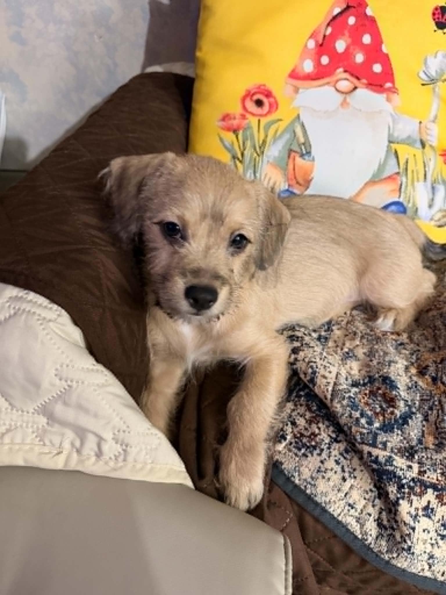 Enlarge Georgette, a Adopted mixed breed in Visalia, CA image 1/1