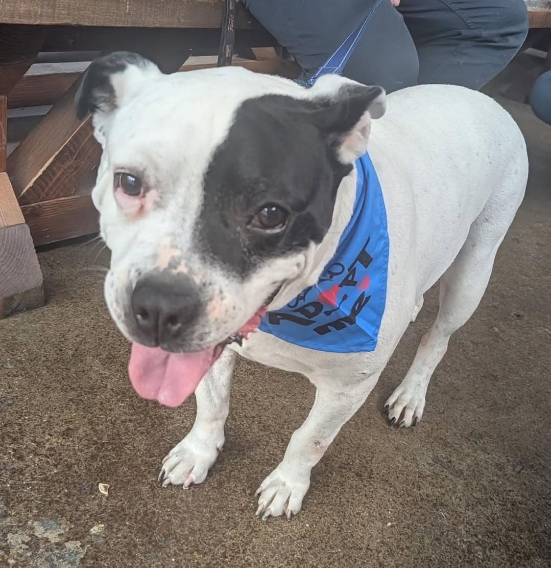 Jake, ADOPTABLE, Adult Male American Bulldog & American Staffordshire Terrier.