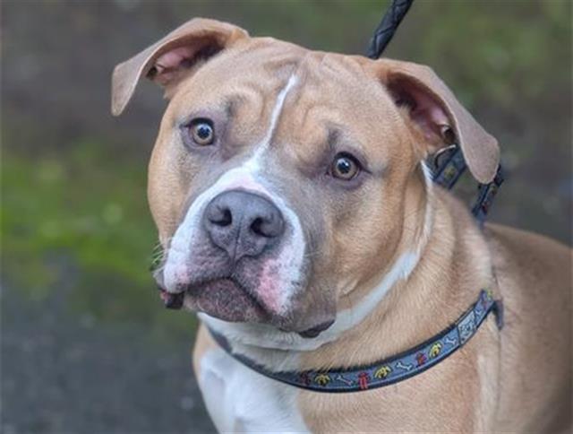 BRUCE, Adoptable, Adult Male Pit Bull Terrier.