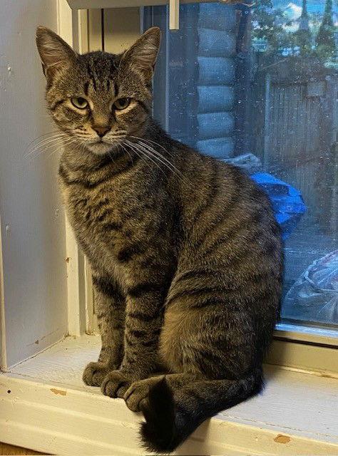 Mayla, Adoptable, Young Female Domestic Short Hair.