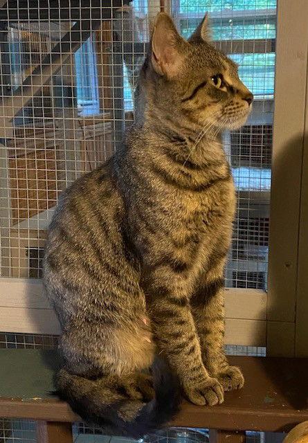 Mayla, a Adoptable Domestic Short Hair in Nashville, TN image 3/3