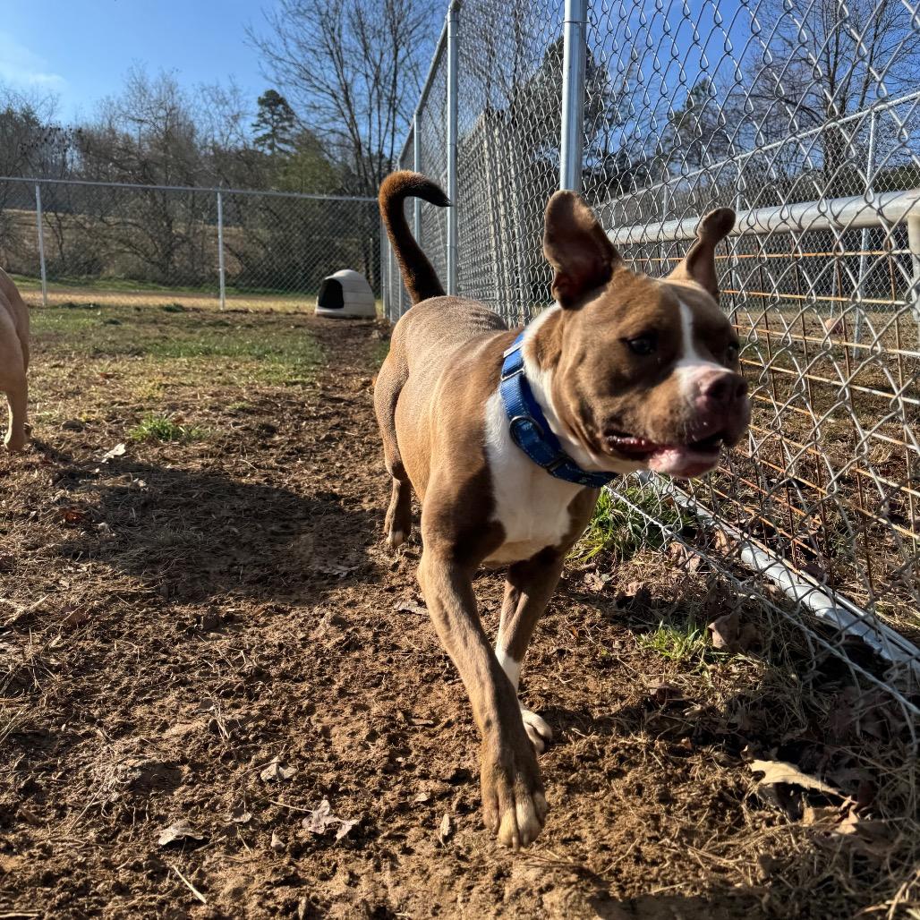 Bankston, Adoptable, Adult Male Pit Bull Terrier & American Bulldog.