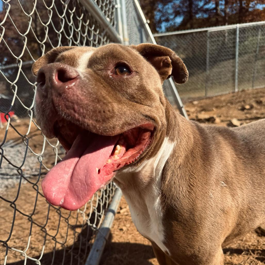 Enlarge Bankston, a Adoptable mixed breed in Blairsville, GA image 2/6