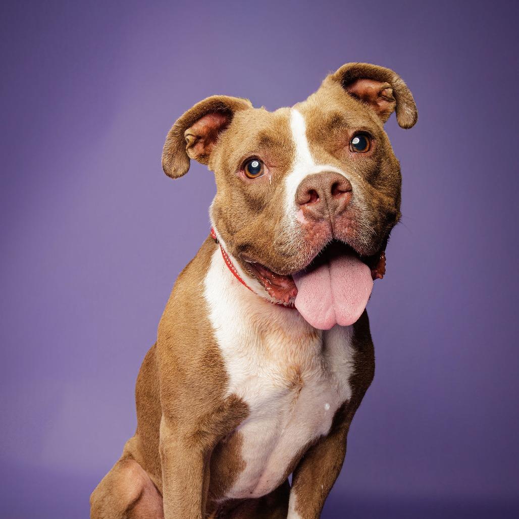 Enlarge Bankston, a Adoptable mixed breed in Blairsville, GA image 3/6