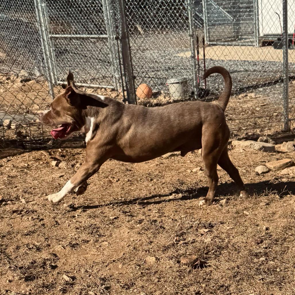 Enlarge Bankston, a Adoptable mixed breed in Blairsville, GA image 5/6